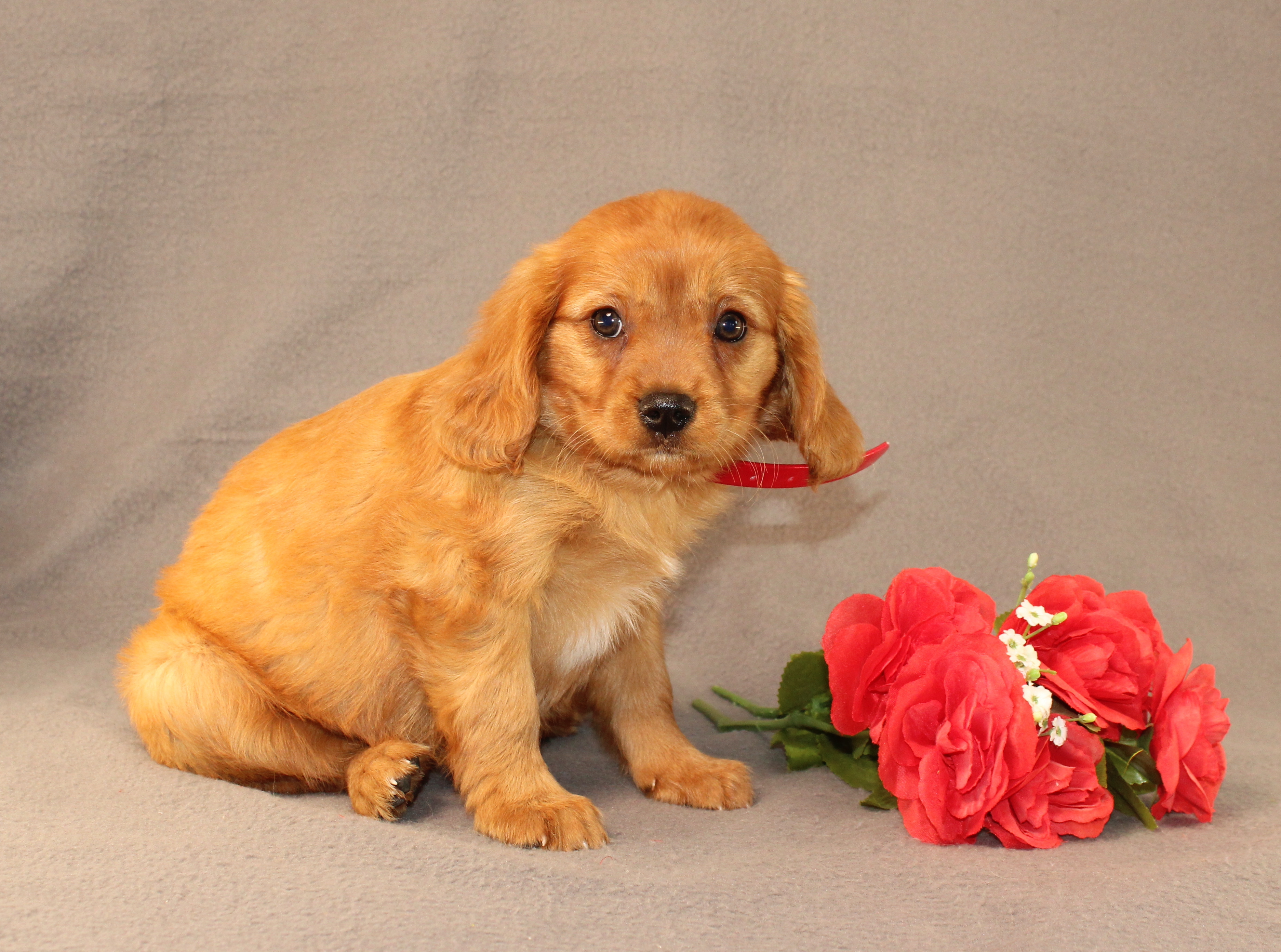 puppy, for, sale, Miniature Golden Retriever, Ivan J. Stoltzfus, dog, breeder, Dornsife, PA, dog-breeder, puppy-for-sale, forsale, nearby, find, puppyfind, locator, puppylocator, aca